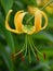 Daylily is a flowering plant