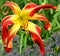 Daylily is a flowering plant