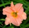 Daylily is a flowering plant