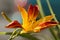 Daylily \'Frans Hals\' (Hemerocallis hybrida)