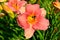 Daylily at garden area background