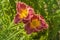 Daylily hemerocallis