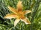 Daylily Hemerocallis `Bandit Manâ€˜ / Hemerocallis Hybride `Bandit Manâ€˜ / Die Taglilie Hemerocallis Bandit Man, Mainau