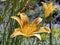 Daylily Hemerocallis `Bandit Manâ€˜ / Hemerocallis Hybride `Bandit Manâ€˜ / Die Taglilie Hemerocallis Bandit Man, Mainau