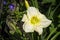 Daylily, Hemerocallis Flower