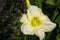 Daylily, Hemerocallis Flower