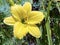 Daylily Hemerocallis `Green Flutter` Hemerocallis Hybride `Green Flutter` Garten Taglilie Green Flutter, Mainau - Constance