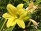 Daylily Hemerocallis `Green Flutter` Hemerocallis Hybride `Green Flutter` Garten Taglilie Green Flutter, Mainau - Constance