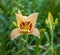 Daylily Hemerocallis Pandoras Box