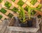 Daylily Hemerocallis seedlings in pots before planting in the garden