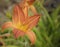 Daylily Hemerocallis in spring