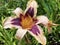 Daylily Hemerocallis `Wild Horsesâ€˜ Hemerocallis Hybride `Wild Horsesâ€˜, Die Taglilie Hemerocallis Wild Horses, Mainau