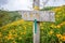 The daylily hillside landmark