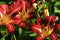 Daylily Hybrid  806192