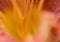 Daylily Macro