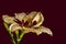 Daylily macro of a beige red blossom and buds, purple  background