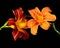 Daylily macro of a pair of orange red touching blossoms on black background