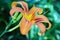 Daylily `Mauna Loa` Hemerocallis
