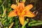 Daylily `Mauna Loa` Hemerocallis