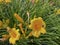 Daylily mini Stella blooms yellow in a city flower bed