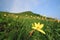 Daylily and mountain