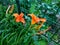 Daylily orange bush