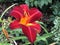 Daylily Red Volunteer or Hemerocallis Flower Island Mainau on the Lake Constance or Die Blumeninsel im Bodensee