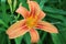 Daylily With Soft Petals And Long Stamens