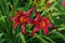 Daylily of the species Crimson Pirate