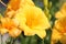 Daylily `Stella de Oro`