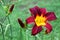 Daylily With Stems and Buds Against Green Lawn Background