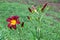 Daylily With Stems and Buds Against Green Lawn Background