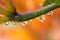 Daylily with water drops