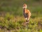 Days old baby sandhill crane marches behind parents