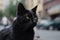 Daytime, city street, black cat. Symbol of superstition. Generative AI