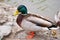 Daytime exterior close up stock photograph of mallard duck in Spring standing on rock in pond at Glen Falls i