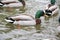 Daytime exterior stock photograph of mallard ducks in Spring swimming in pond at Glen Falls