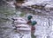 Daytime exterior stock photograph of two mallard ducks in Spring swimming in pond at Glen Falls