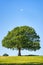 Daytime moon in a blue sky sittng over a large tree