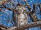 Daytime Nap Screech Owl