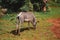 Daytime photo of an adorable zebra eating grass on its back in the middle of nature