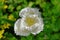 Daytona Fringed tulip white bloom isolated in green garden, macro image