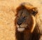 Dazed Male Lion Head Shot
