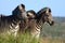 A dazzle of Burchell Zebra