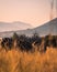 Dazzle of zebras standing on dry grass at Pilanesberg National Park on a sunny day