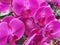 A dazzling array of pink orchids