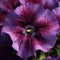 A dazzling closeup of a heavenly purple petunia its vibrant colors wrapping you in its embrace. Trendy color of 2023