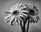 Dazzling Daisies in Black and White
