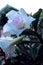 Dazzling, exotic, beautiful bush blooming white adenium, obesum, desert rose, azalea,  flowers