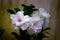 Dazzling, exotic, beautiful bush blooming white adenium, obesum, desert rose, azalea,  flowers